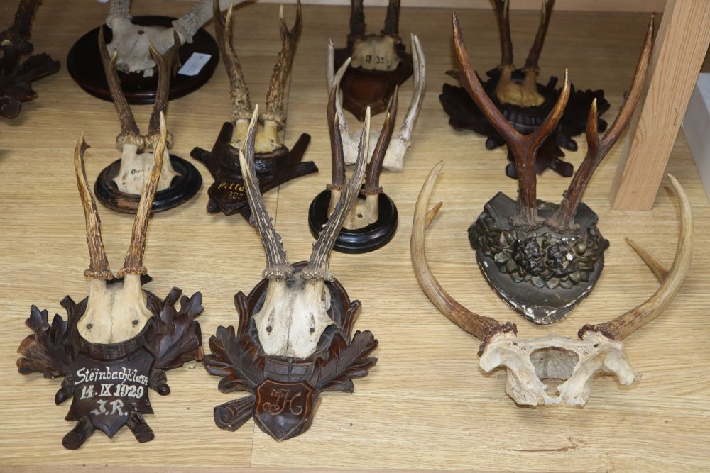 A quantity of taxidermic antlers, horns and deer feet, several on Black Forest mounts